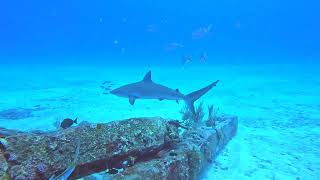 Diving St Maarten 2024  The Bridge diver Ingrid [upl. by Anaitit]