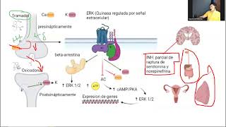 Tramadol y Oxicodona Mecanismos de acción [upl. by Aralomo999]