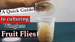 Culturing Wingless Fruit Flies Drosophila melanogaster as Live Food A Quick Guide [upl. by Nosdrahcir456]