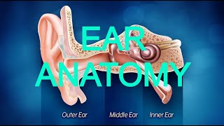 EAR ANATOMY [upl. by Aneret307]