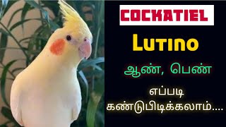 Lutino Cockatiel gender identificationGender series1 ஆண் பெண் எப்படி பார்க்கலாம் Ilayaraja T [upl. by Ariat580]