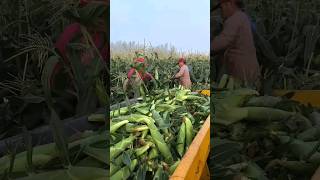 Pick corn in the plantation Beautiful natural corn picking natural beautiful harvest corn [upl. by Hajan]