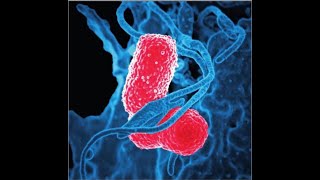 Klebsiella pneumoniae [upl. by Hagan]