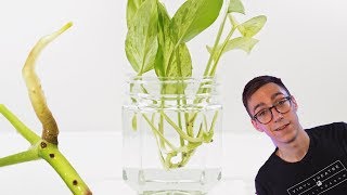 How To Propagate Pothos Cuttings  2 BEST Methods [upl. by Noizneb]