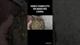 Fragmento de vídeo herrando caballos herrajes satisfying farrier animales [upl. by Emiolhs964]