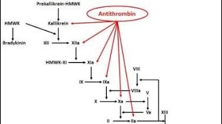 Antithrombin III Deficiency  Causes Types Symptoms Diagnosis treatment [upl. by Doley10]