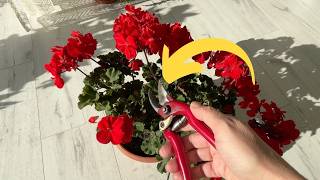 I prune geraniums before winter using the max 20 method [upl. by Ahsemo]