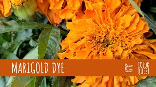 HOW TO MAKE NATURAL DYE WITH MARIGOLD  ORGANIC COLOR  YELLOW ORANGE  BOUQUET  RECYCLE [upl. by Dowling]