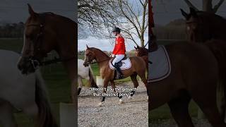 Hihi 🤭 equestrian horse horses pony pferde cheval hest trending funny [upl. by Eneg]