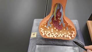 Neuron Synapse Anatomy  Made Easy [upl. by Akehsyt]