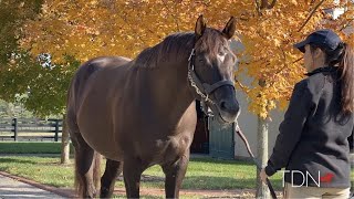 New Stallions Stay Busy at Lanes End Open House [upl. by Adnovahs]