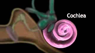 Sonic Voyage An Animated Exploration of the Cochlea’s Marvelous Mechanics [upl. by Adnilym274]