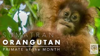 SUMATRAN ORANGUTAN PRIMATE of the MONTH [upl. by Myrle]