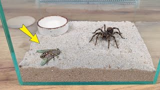 TARANTULA vs MOSCA de la MUERTE ¡No me esperaba esto [upl. by Ludlow]