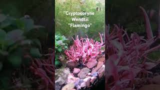 Cryptocoryne Wendtii Flamingo aquarium plantedtank aquascape aquascaping flamingo pink [upl. by Kaden744]