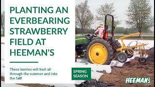 Planting an Everbearing Strawberry Field at Heemans [upl. by Nigel]