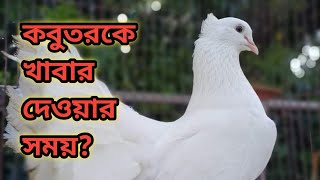 কবুতরকে খাবার দেওয়ার সময়। [upl. by Aicenat]