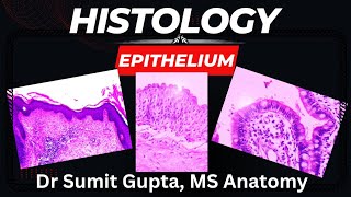 EPITHELIUMHISTOLOGY  How to identify the slide [upl. by Bryce491]