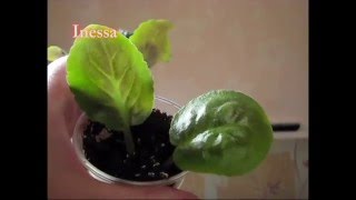 Как посадить листья фиалки укоренение flowers  Saintpaulia breeding  African violet [upl. by Ahsik]