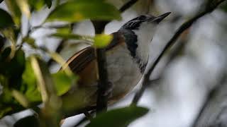 Greater Necklaced Laughingthrush [upl. by Osmo51]