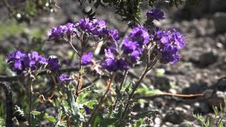 Death Valley Wildflowers [upl. by Studner99]