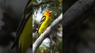 Western Tanager Song Video Relaxing Nature Sounds [upl. by Nolla378]