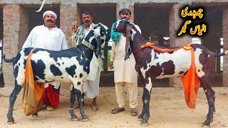 Worlds Best Milking Goats Of Ch Ilyas Gujjar  Nagra Beetal Goats 2023 [upl. by Teplitz398]