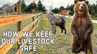 How We Protect Our Livestock From APEX Predators  Homesteading In Far North Idaho [upl. by Essilem188]