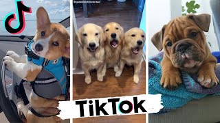 Dogs Doing Funny Things TIK TOK Compilation  Cutest Doggos of TikTok  Puppies  Doggonit [upl. by Ynafets251]