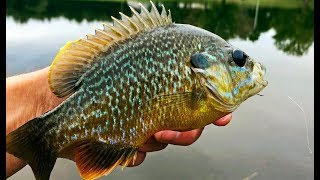 BEAUTIFUL Bluegill on the Flyrod Fishing with ANT Flies [upl. by Sadnac]