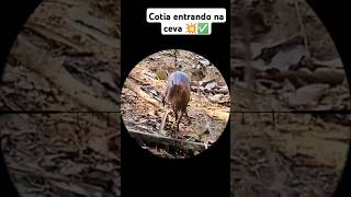 Cotia entrando na ceva caçada carabinapcp pcp pr900 aventuras foryou dove veado sniper roça [upl. by Darooge730]