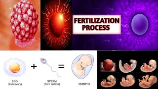 Fertilization Of Egg amp Sperm in Human  Fertilization Embryology Conception ExplainedImplantation [upl. by Ynohtona]