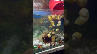 Aquarium ka sara pani badal diya aquarium aquariumfish petfishlover petsvlog petfish mollyfish [upl. by Philis890]