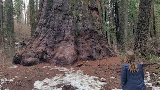 Calaveras Big Trees State Park family day [upl. by Nahgeem332]