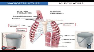 Músculos Inspiratorios y Espiratorios y Músculos Intercostales Internos y Externos [upl. by Irrabaj]