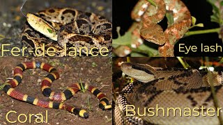 Bushmaster Eyelash Viper Ferdelance and Coral snake in our Part 5 of Epic Venomous Encounters [upl. by Eneleh]