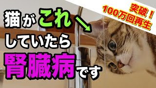 慢性腎臓病の猫だけが見せるサイン20選を獣医師が解説します [upl. by Ahsinert]