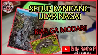 SETUP KANDANG ULAR NAGA ATAU DRAGON SNAKE [upl. by Ernst]