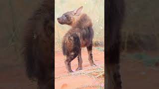 The brown Hyena Parahyaena brunnea trending nature naturelovers naturephotography [upl. by Juxon]