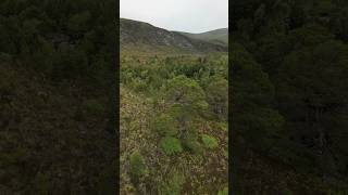 Glen Affric  a landscape in recovery mode 🌳🌲 restoration scottishhighland reconnectwithnature [upl. by Parent]