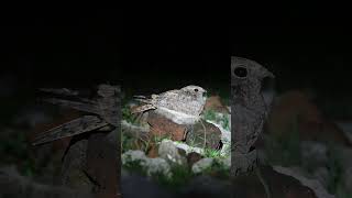 Indian Nightjar Call Bilaspur Chhattisgarh night shortvideo birdsounds [upl. by Ana389]