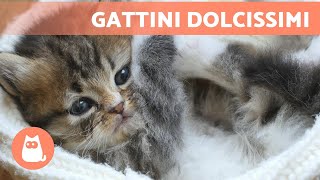 I migliori VIDEO di CUCCIOLI di GATTI che giocano 😹 [upl. by Naor]