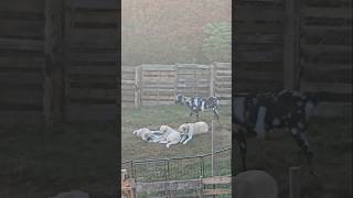 Livestock Guardian Dog and Puppies lgd farm [upl. by Cirri]