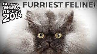 Colonel Meow  Longest Fur On A Cat  Guinness World Records [upl. by Enrak]