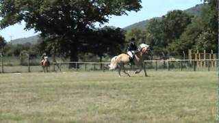 Pairs Jumping Class  Haflinger Society of Great Britain Breed Show  2006 [upl. by Nal]