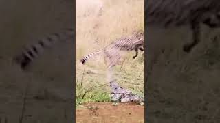 The most dangerous wildanimals predators shorts [upl. by Lattonia]