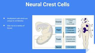 Neural Crest Cell Migration [upl. by Eiddet]