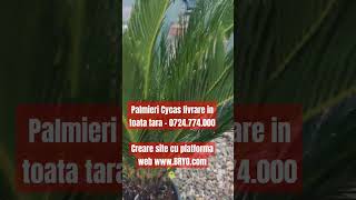 Palmieri Cycas livrare in toata tara  0724774000Creare site cu platforma web wwwBRYOcom [upl. by Priscella158]