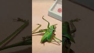 Headless grasshopper Alive Day 6 educationalshorts bugs [upl. by Tolliver]