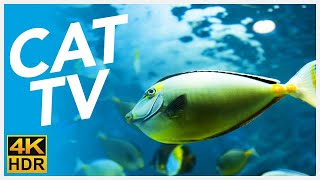 CAT TV 📺  20 Hours of Underwater Fish Videos for Cats FISH TV 4K [upl. by Gnen]